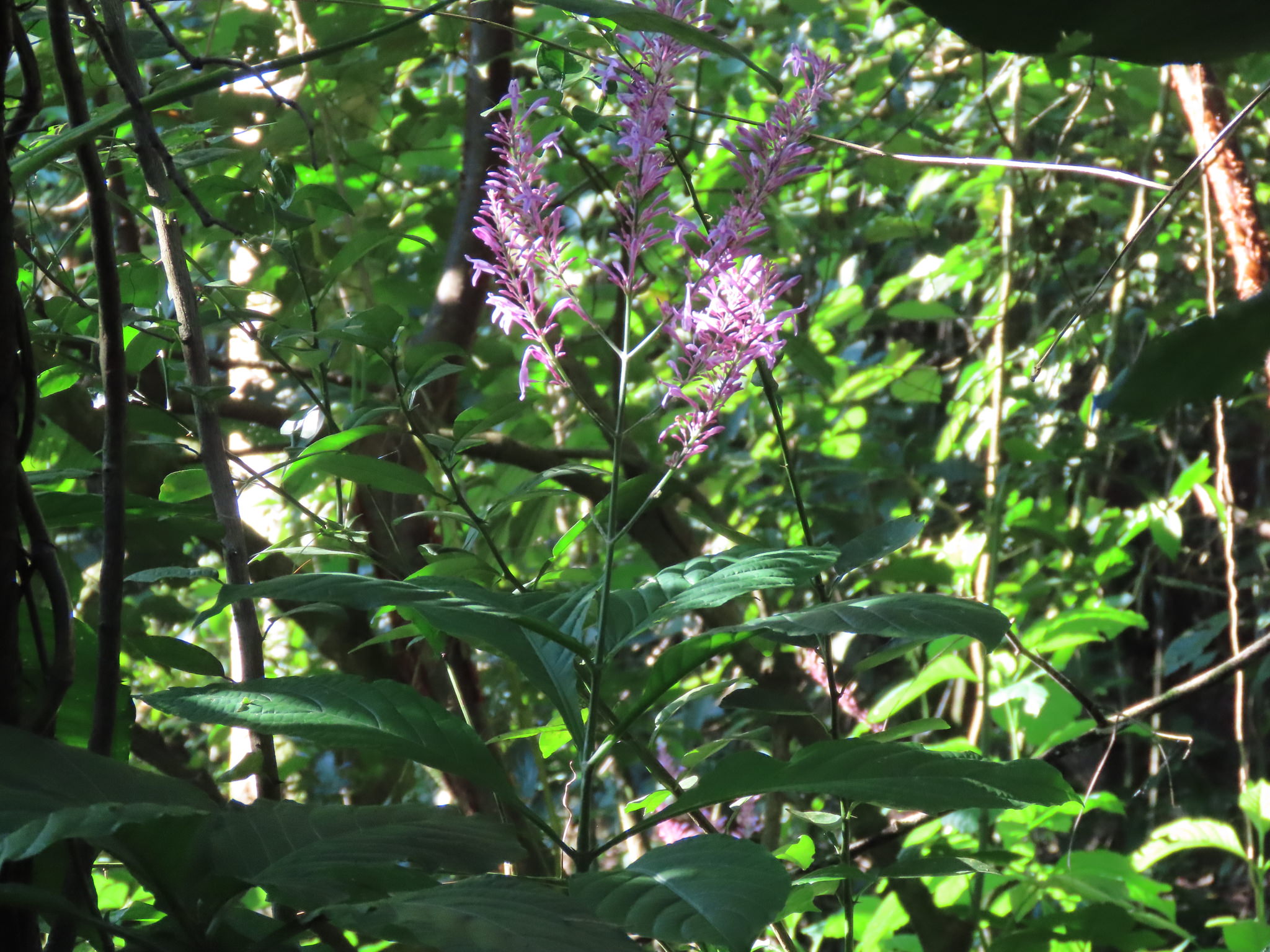 Odontonema callistachyum